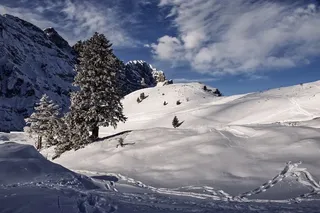 冬天白色背景风景大树