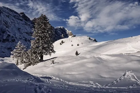 冬天白色背景风景大树 冬天白色背景风景大树