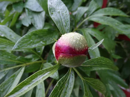 牡丹花花苞图片 牡丹花花苞图片