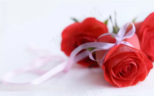 红玫瑰花丝带背景素材 红玫瑰花丝带背景素材