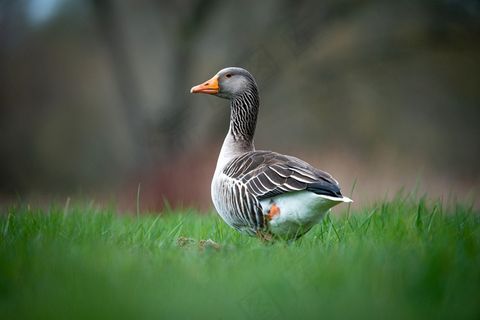 鸭鸟草自然野生动物动物荒野