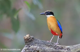 高清一只蓝翅八色鸫鸟类图片