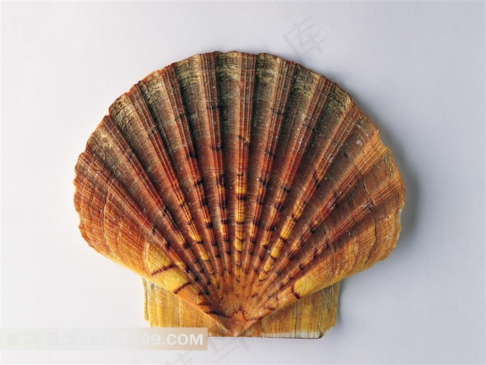 漂亮的海贝素材