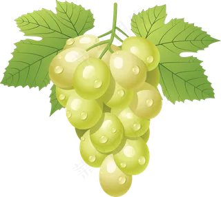 葡萄免抠素材 (55)