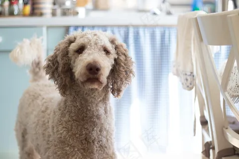 呆萌贵宾犬图片 呆萌贵宾犬图片