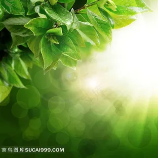 阳光绿色背景图片下载