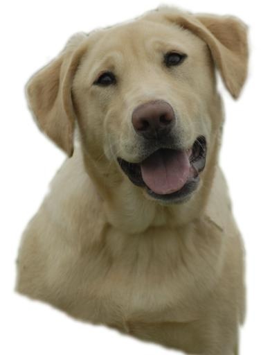 拉布拉多犬 PNG免抠(2400x3150)