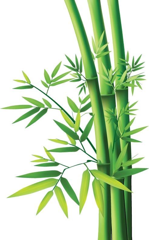 竹子 PNG免抠(492x793)