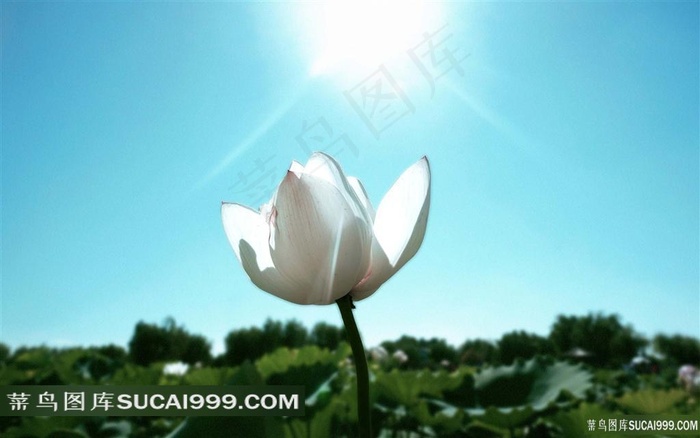 阳光下的一朵白莲花