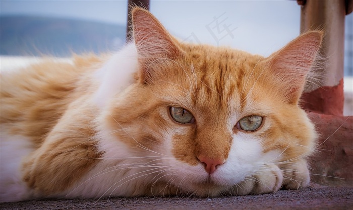 望着远方的猫咪