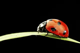 绿色植物与瓢虫素材图片