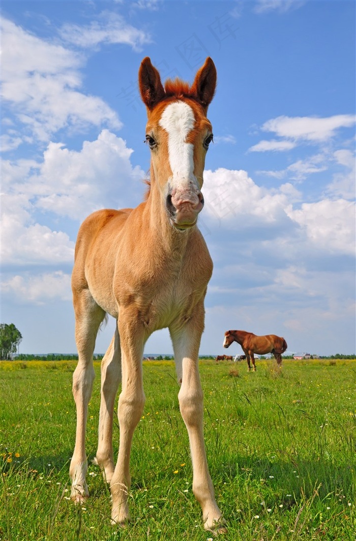 蓝天白云草地上的小骏马图片