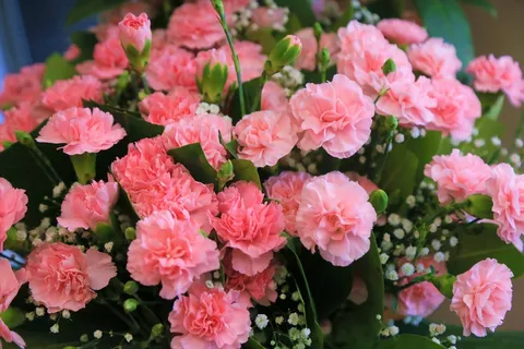 康乃馨花朵花束图片 康乃馨花朵花束图片