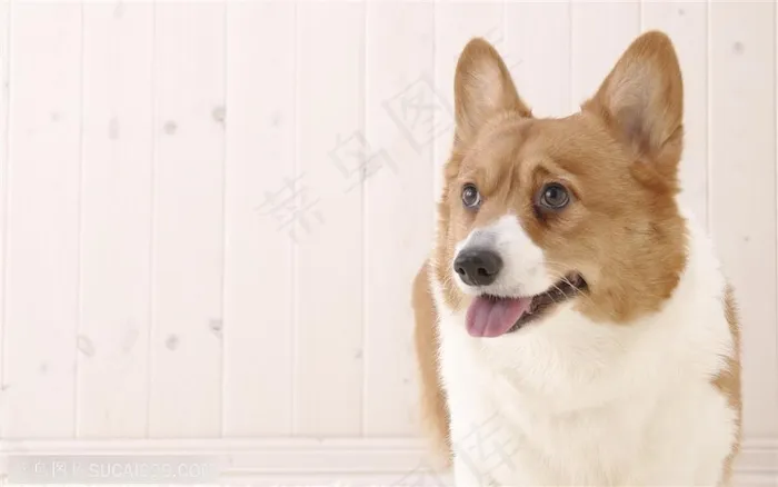 中型犬-墙角的尖嘴犬