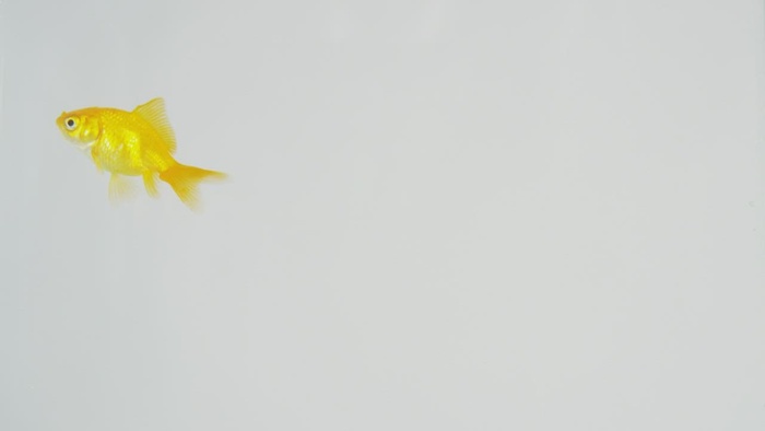 在白色背景上游泳的金鱼