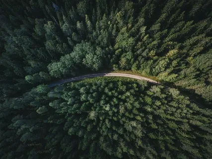 美丽的树林素材大图 美丽的树林素材大图