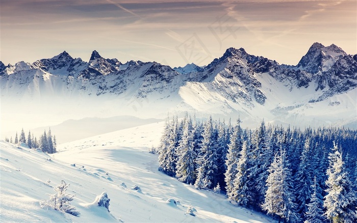 高山树林雪景