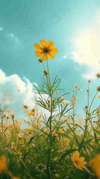 春天小黄花花朵阳光蓝天白云清新，立春惊蛰春分摄影图