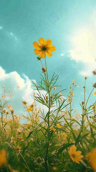 春天小黄花花朵阳光蓝天白云清新，立春惊蛰春分摄影图