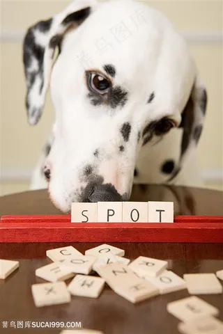 高清歪头斑点狗狗特写图片