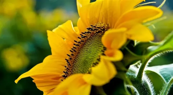 美丽的太阳花向日葵