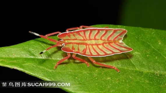 绿叶上的红线条奇怪昆虫
