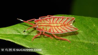 绿叶上的红线条奇怪昆虫