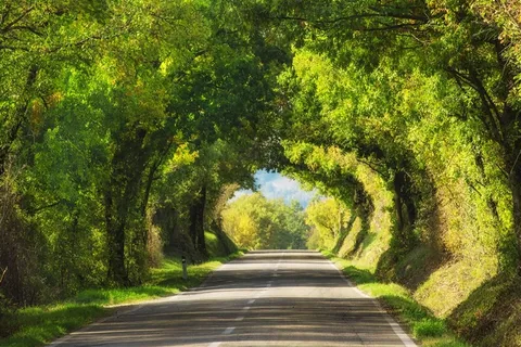 美丽的林间小道 美丽的林间小道