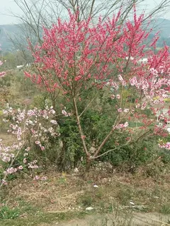 桃花高清大图 桃花高清大图