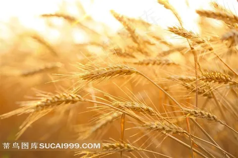 唯美麦穗麦田田园风光风景图片
