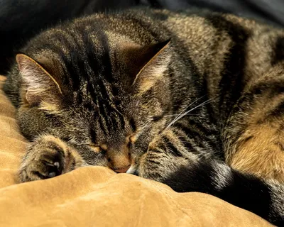 猫咪享受睡觉的图片 猫咪享受睡觉的图片