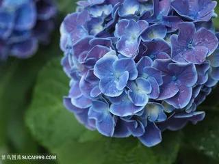 高清唯美绣球花图片