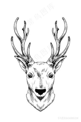 黑白手绘简约鹿头插画