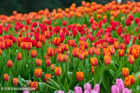 郁金香花海鲜花摄影图片 郁金香花海鲜花摄影图片