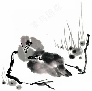 鸟禽中国画摄影图片