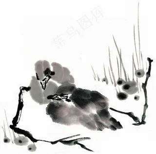 鸟禽中国画摄影图片