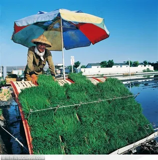 现代农业-机器播种禾苗