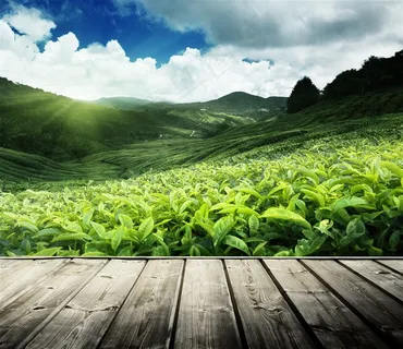 唯美的茶叶种植园高清图片 唯美的茶叶种植园高清图片