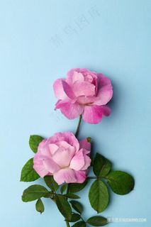 粉色月季蓝色背景图片