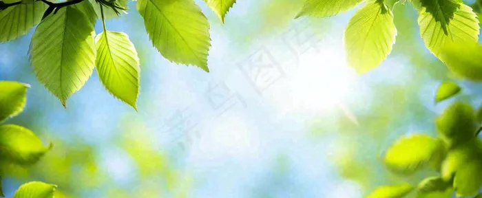 春天阳光绿叶嫩芽清新，立春春分摄影图(1712x704)