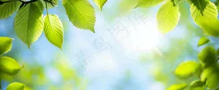 春天阳光绿叶嫩芽清新，立春春分摄影图