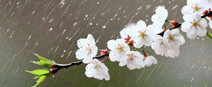 春天下雨花朵谷雨，惊蛰，雨水摄影图(1712x704)