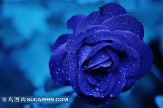蓝色玫瑰花图片
