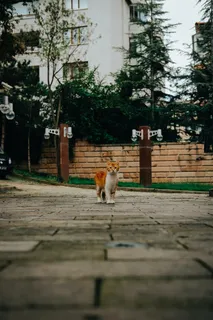 可爱猫咪猫猫摄影素材