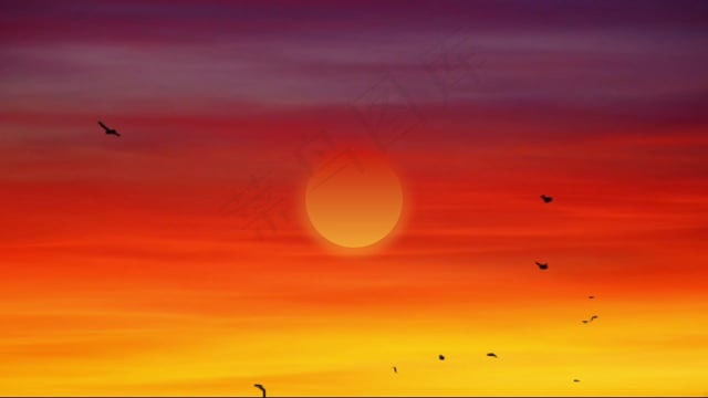 日落, 天空, 鸟类, 太阳, 云, 自然