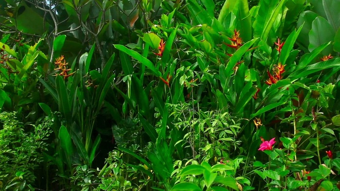 热带绿色植物和花卉