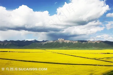 油菜花田高清图片