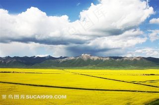 油菜花田高清图片