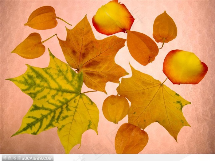 花束物语-黄灿灿的落叶