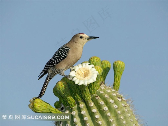 仙人球上的小鸟摄影素材